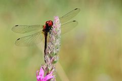 Große Heidelibelle (Sympetrum striolatum)