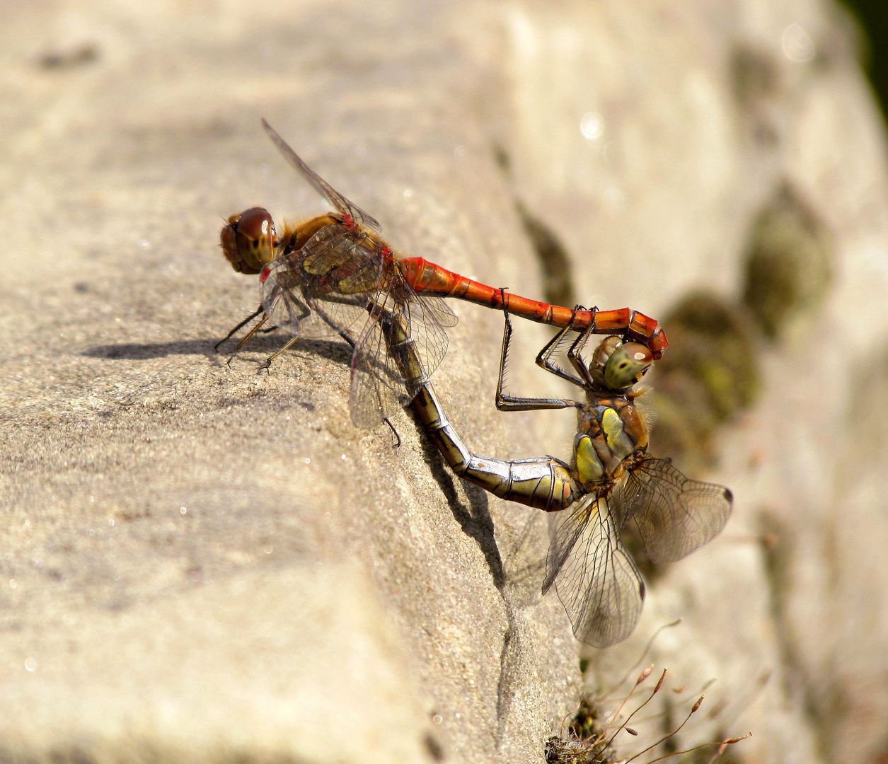 ... Große Heidelibelle (Sympetrum striolatum) ...