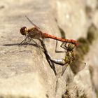 ... Große Heidelibelle (Sympetrum striolatum) ...