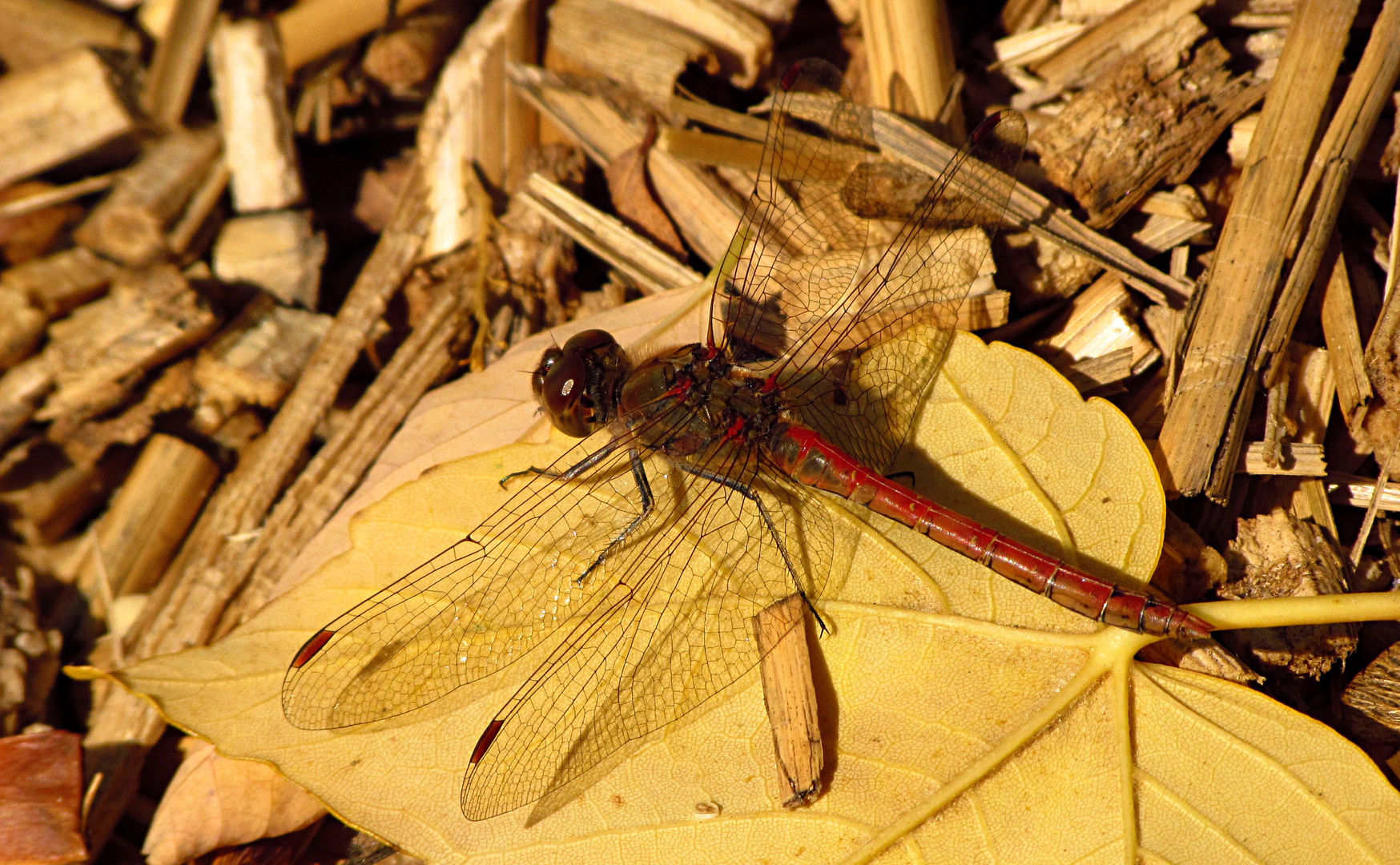 --- Große Heidelibelle (Sympetrum striolatum) ---