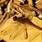 --- Große Heidelibelle (Sympetrum striolatum) ---