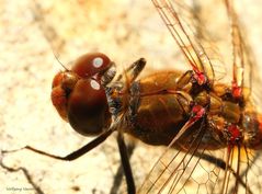 Grosse Heidelibelle (Sympetrum striolatum)