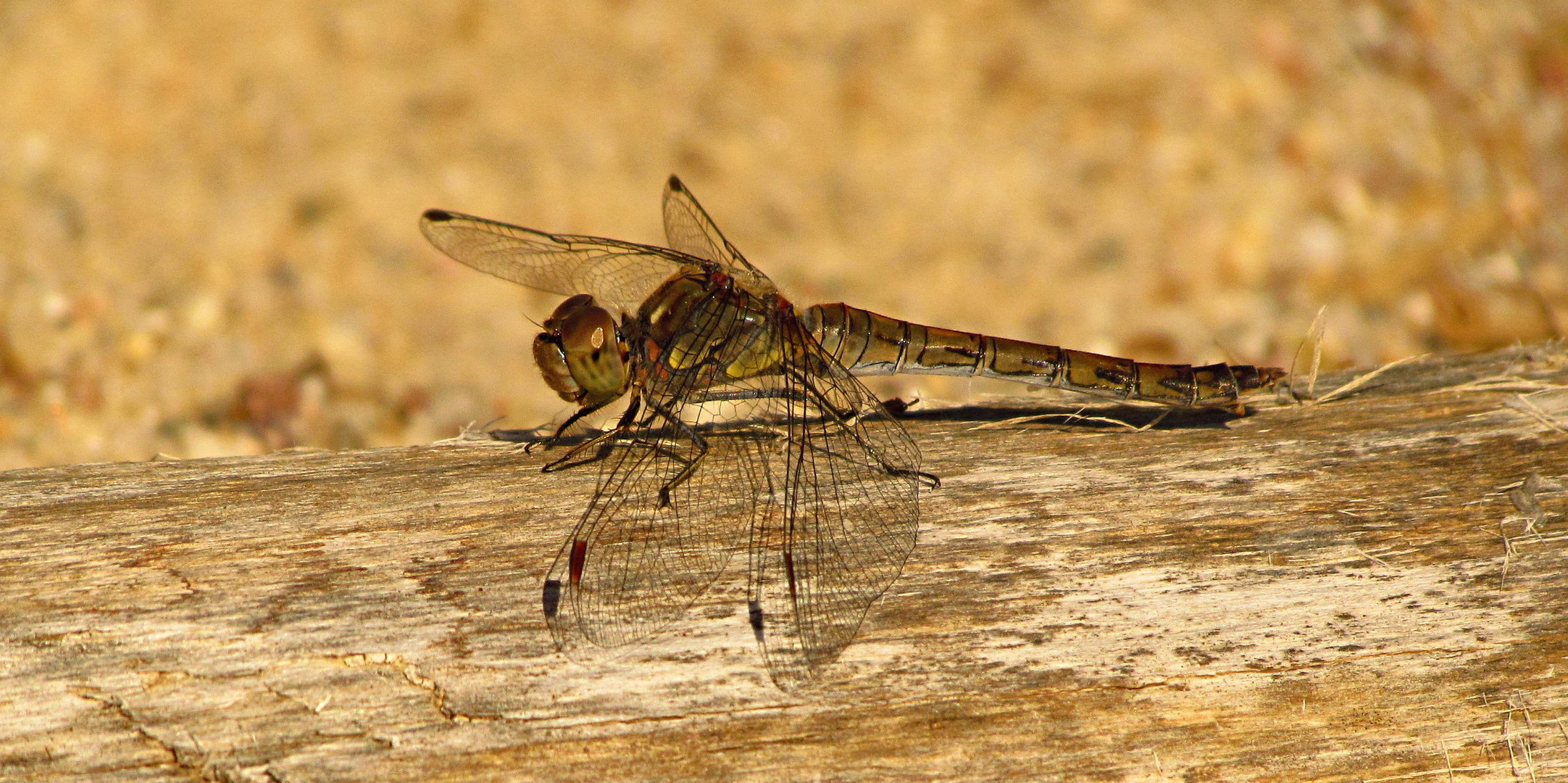 --- Große Heidelibelle (Sympetrum striolatum) ---