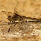 --- Große Heidelibelle (Sympetrum striolatum) ---