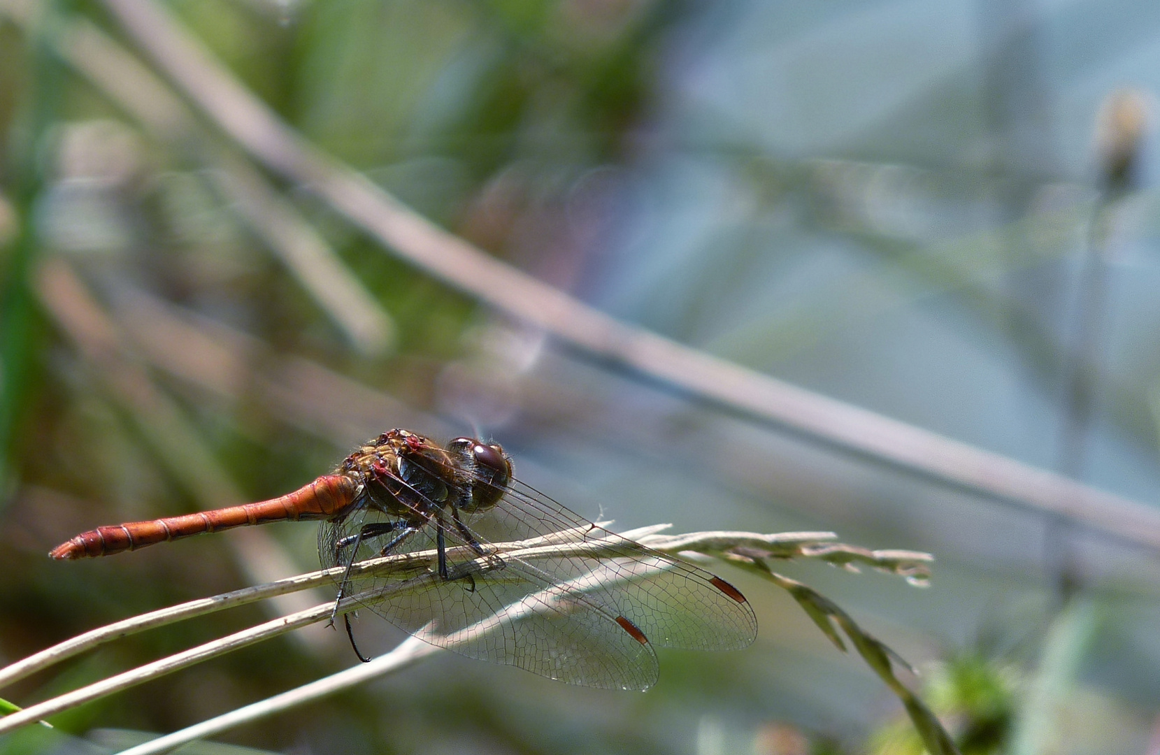 Große Heidelibelle (Sympetrum striolatum)