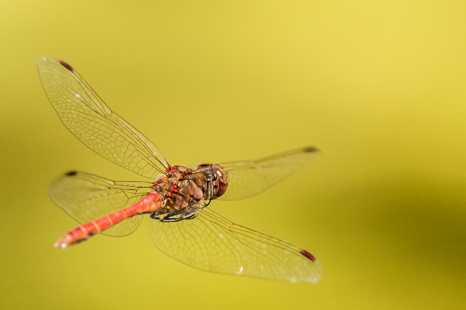 Große Heidelibelle (Sympetrum striolatum)