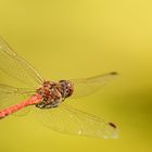 Große Heidelibelle (Sympetrum striolatum)