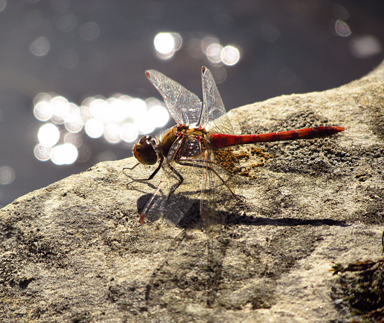 --- Große Heidelibelle (Sympetrum striolatum) --- 