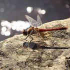 --- Große Heidelibelle (Sympetrum striolatum) --- 