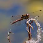 Große Heidelibelle - Sympetrum striolatum