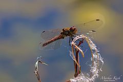 Große Heidelibelle - Sympetrum striolatum