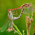 Große Heidelibelle (Sympetrum striolatum)