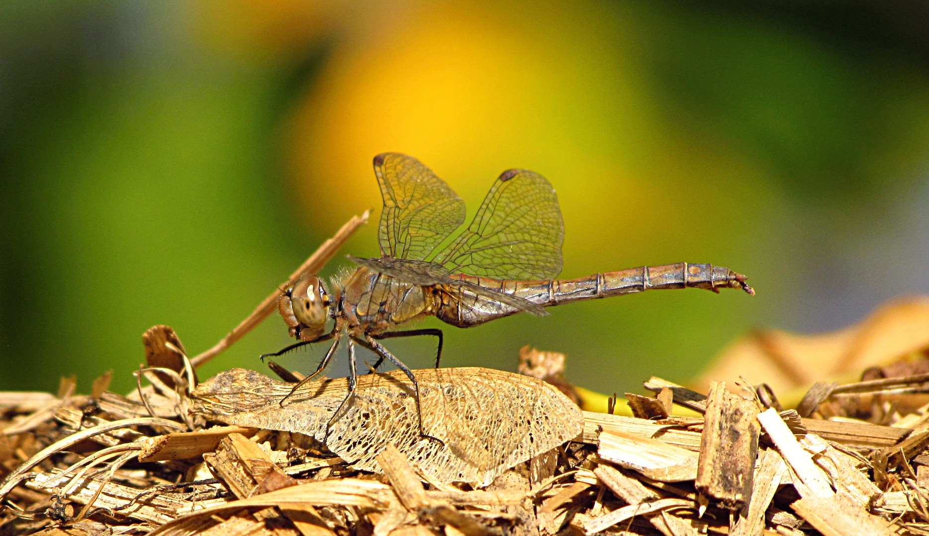 --- Große Heidelibelle (Sympetrum striolatum) ---