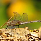 --- Große Heidelibelle (Sympetrum striolatum) ---