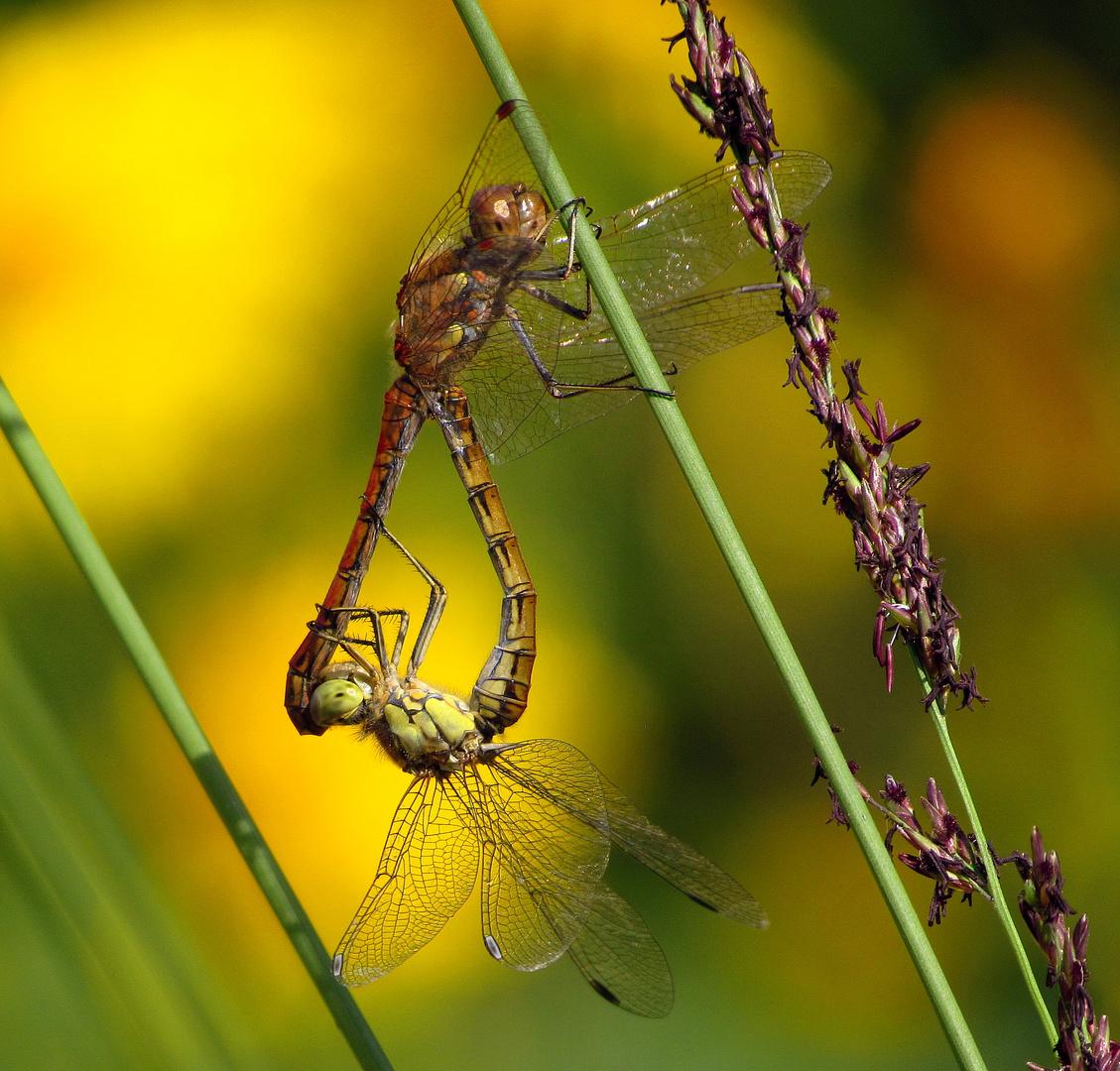 ... Große Heidelibelle (Sympetrum striolatum) ...