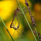 ... Große Heidelibelle (Sympetrum striolatum) ...