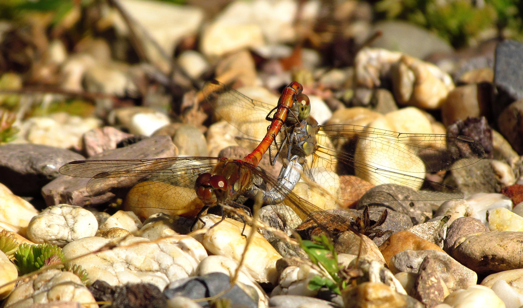 ... Große Heidelibelle (Sympetrum striolatum) ...