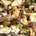 ... Große Heidelibelle (Sympetrum striolatum) ...