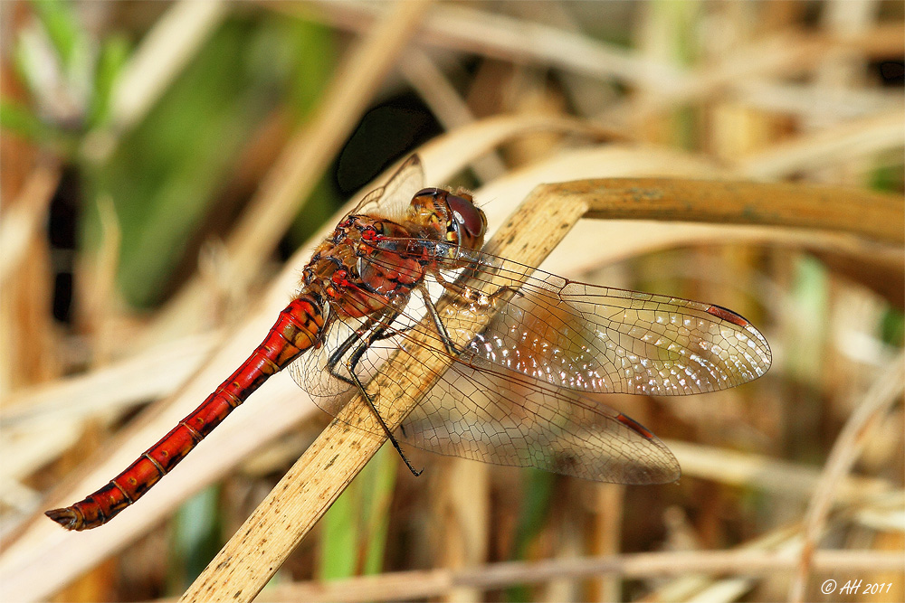 Große Heidelibelle (Sympetrum striolatum)