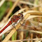 Große Heidelibelle (Sympetrum striolatum)