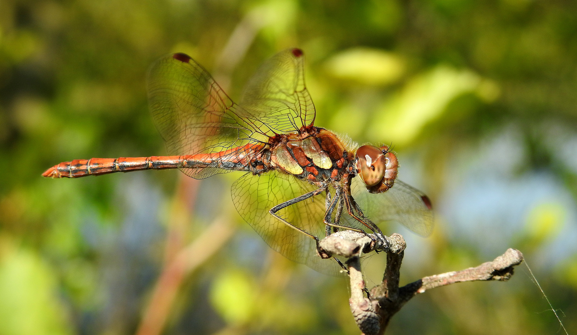 Große Heidelibelle (Sympetrum striolatum)