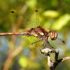 Große Heidelibelle (Sympetrum striolatum)