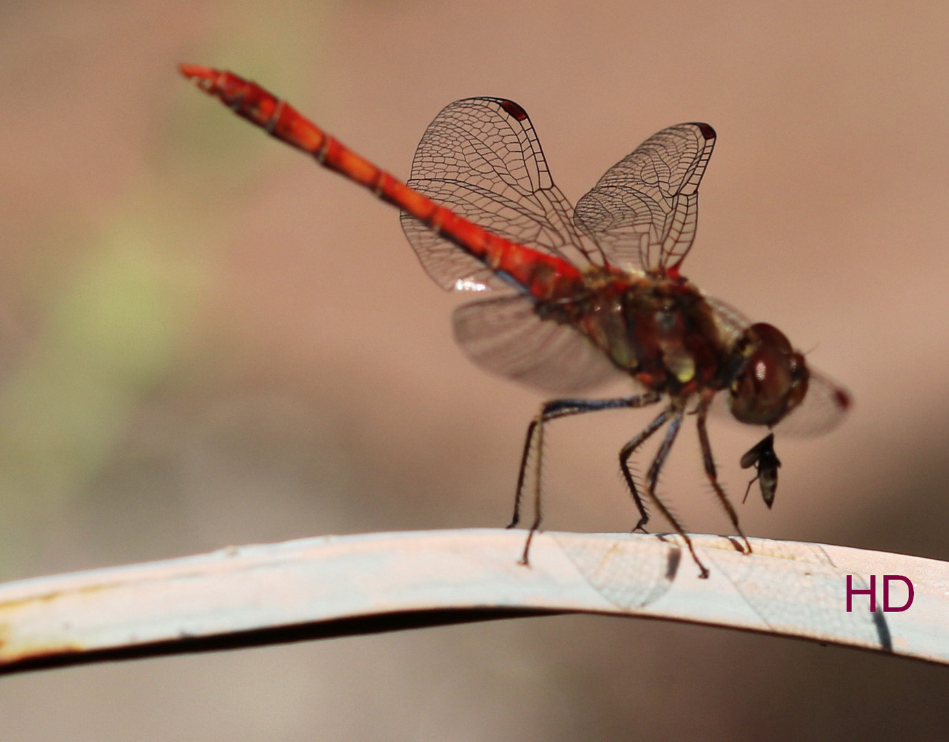 Große Heidelibelle (Sympetrum striolatum)