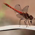 Große Heidelibelle (Sympetrum striolatum)