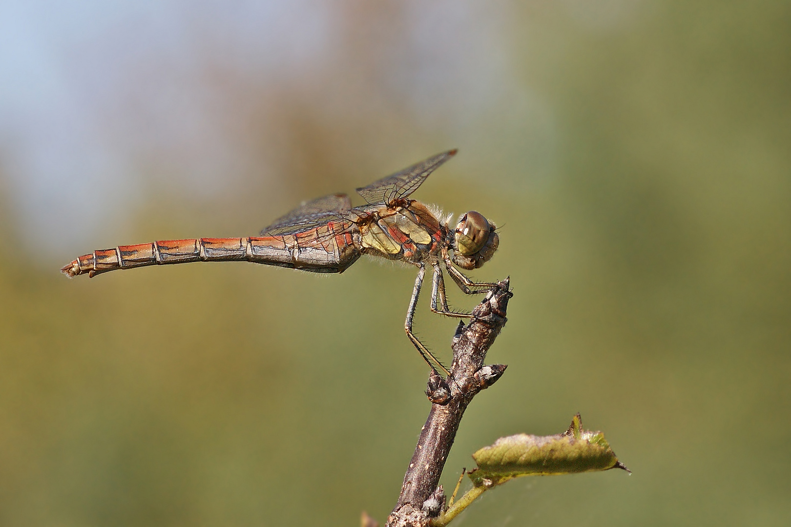 Große Heidelibelle (Sympetrum striolatum)