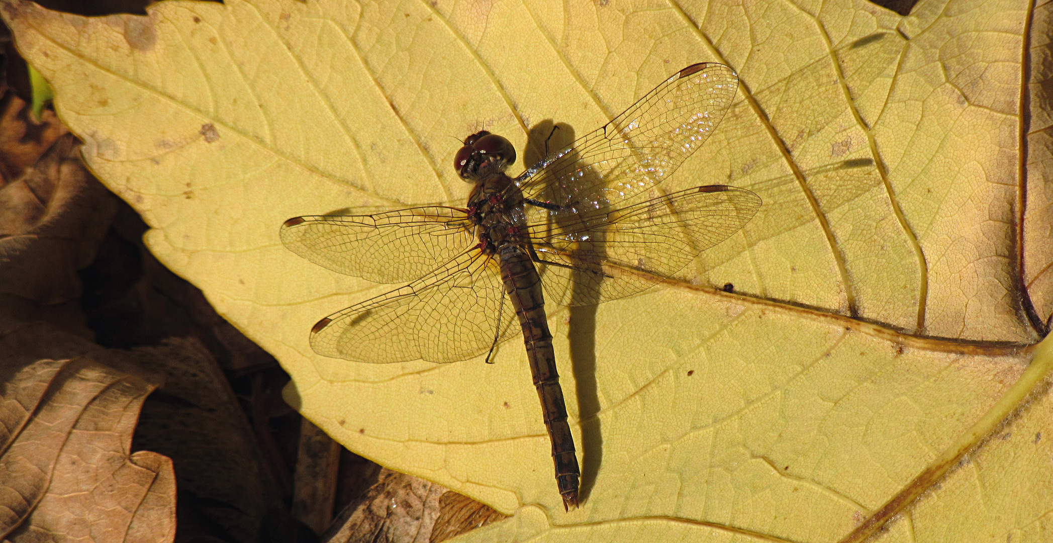 --- Große Heidelibelle (Sympetrum striolatum) ---