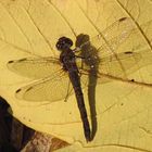 --- Große Heidelibelle (Sympetrum striolatum) ---