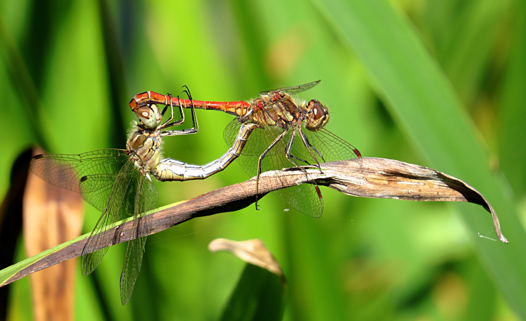 Große Heidelibelle (Sympetrum striolatum)