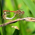 Große Heidelibelle (Sympetrum striolatum)