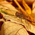 ... Große Heidelibelle (Sympetrum striolatum) ...