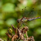 Große Heidelibelle (Sympetrum striolatum)