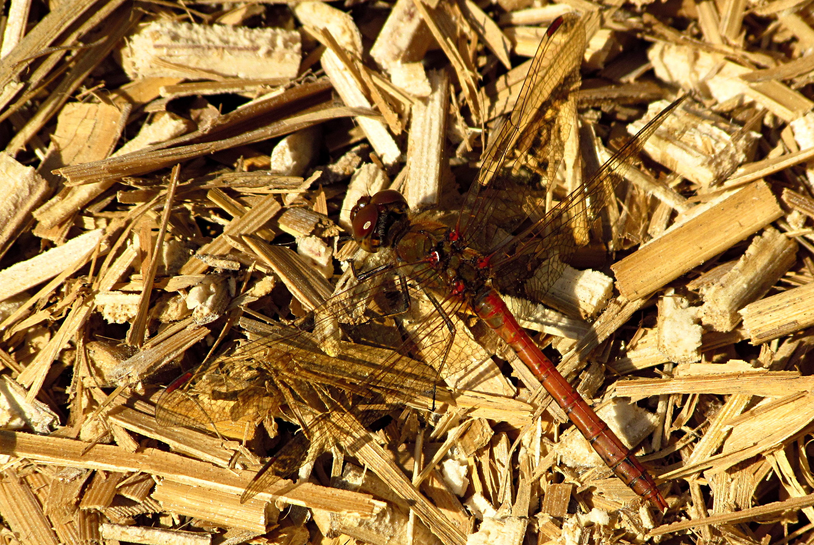 --- Große Heidelibelle (Sympetrum striolatum) ---