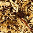 --- Große Heidelibelle (Sympetrum striolatum) ---