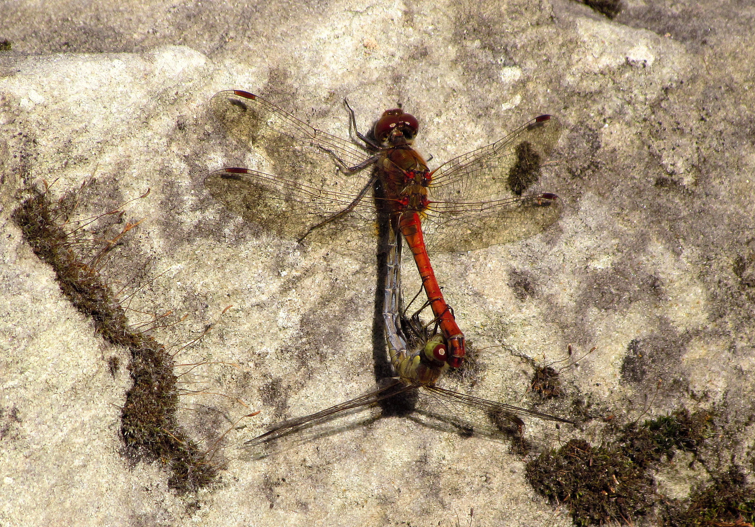 ... Große Heidelibelle (Sympetrum striolatum) ...