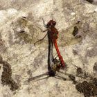 ... Große Heidelibelle (Sympetrum striolatum) ...