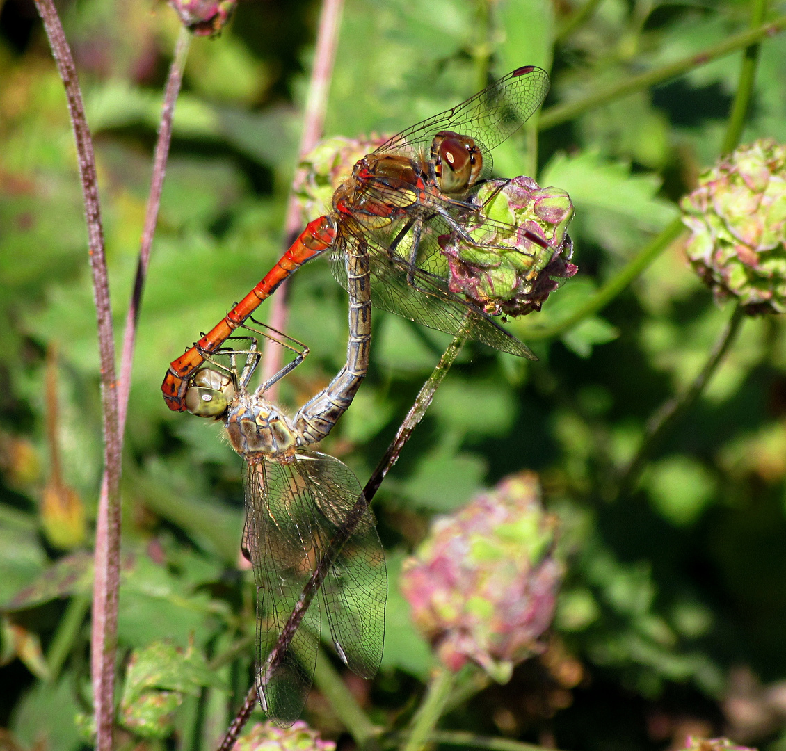 --- Große Heidelibelle (Sympetrum striolatum) ---