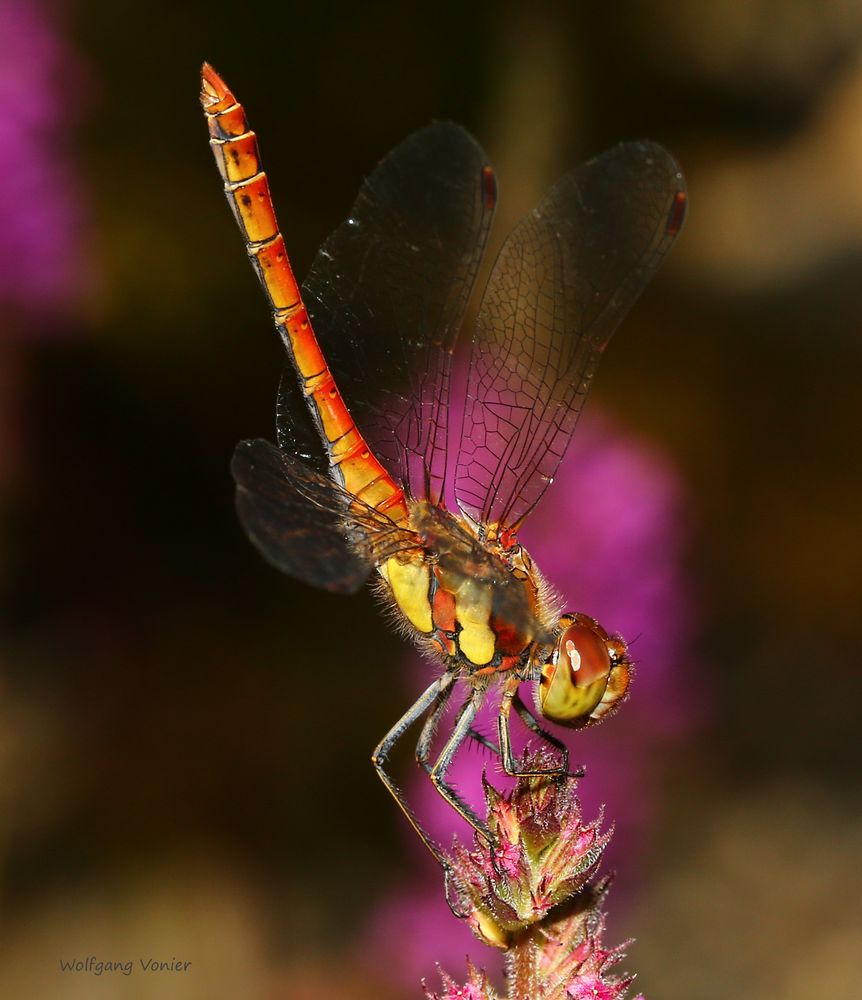 Grosse Heidelibelle (Sympetrum striolatum) 