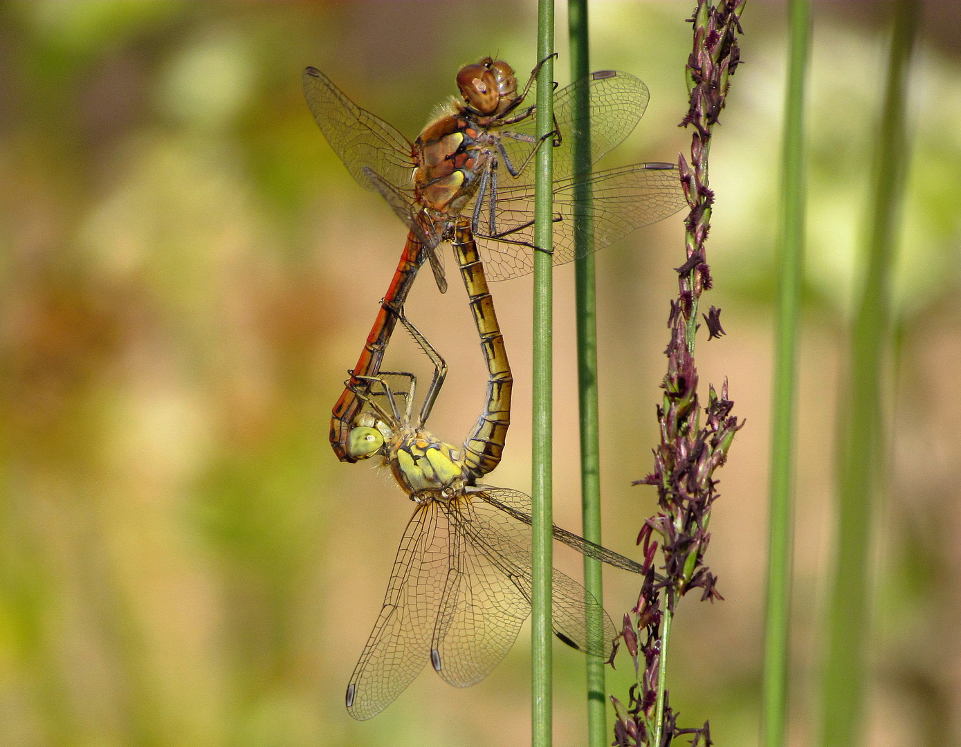 ... Große Heidelibelle (Sympetrum striolatum) ...