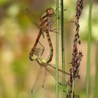 ... Große Heidelibelle (Sympetrum striolatum) ...