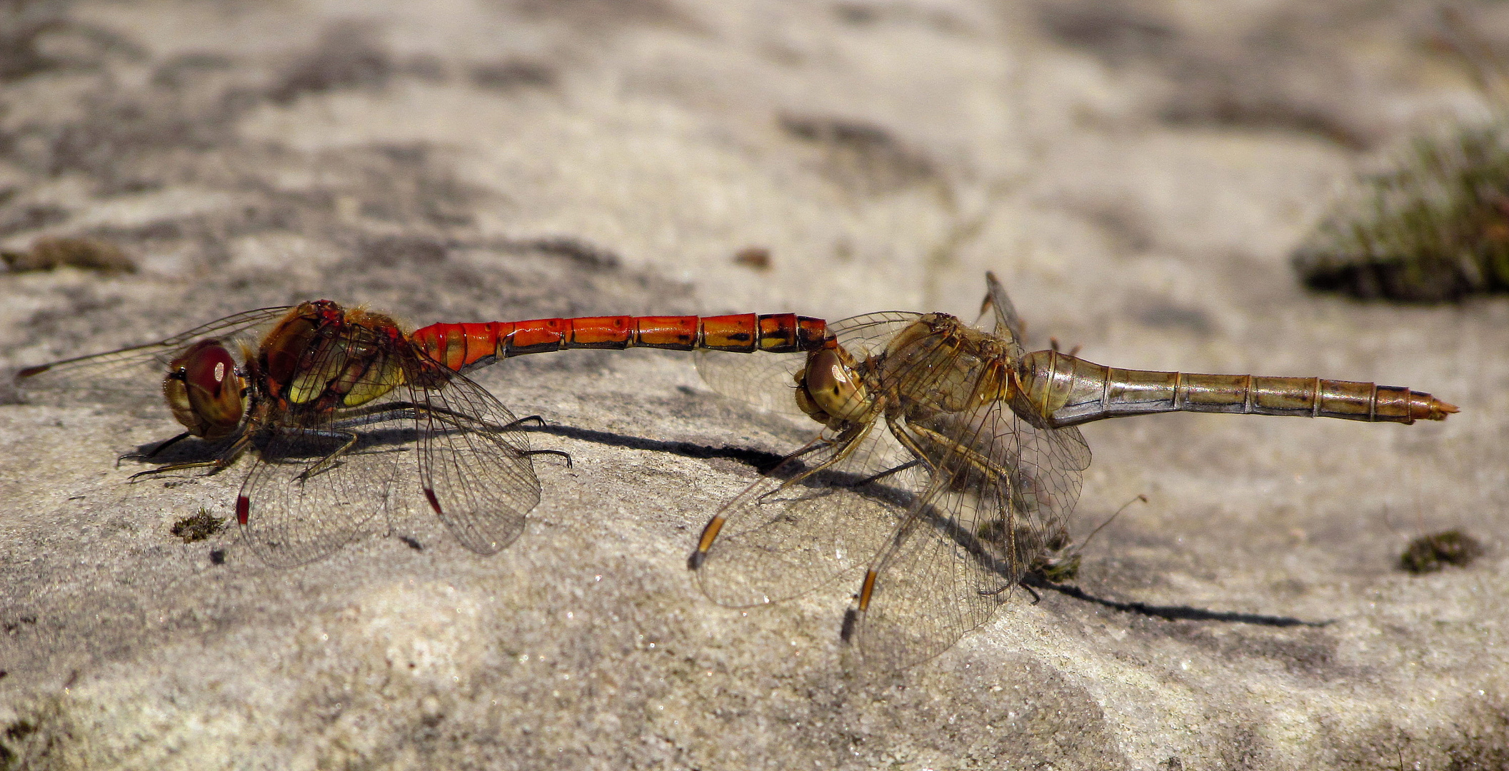 ... Große Heidelibelle (Sympetrum striolatum) ...