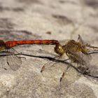 ... Große Heidelibelle (Sympetrum striolatum) ...