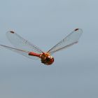 Grosse Heidelibelle (Sympetrum striolatum) 