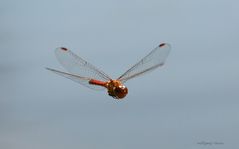 Grosse Heidelibelle (Sympetrum striolatum) 