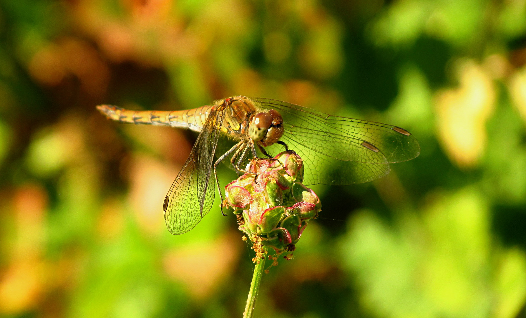 --- Große Heidelibelle (Sympetrum striolatum) ---