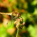 --- Große Heidelibelle (Sympetrum striolatum) ---