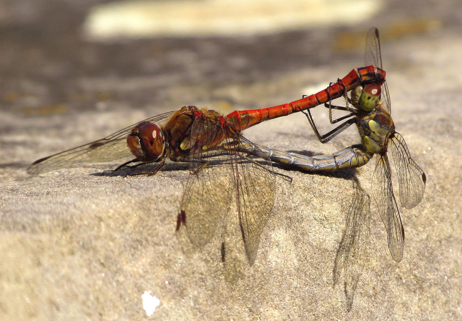 ... Große Heidelibelle (Sympetrum striolatum) ...